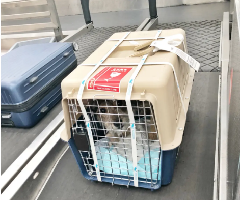 泰安宠物托运 宠物托运公司 机场宠物托运 宠物空运